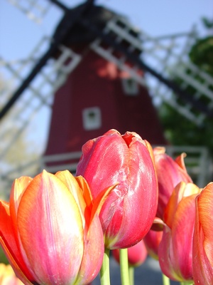Tulip Time Festival 2026 - May 7, 2026 to May 9, 2026